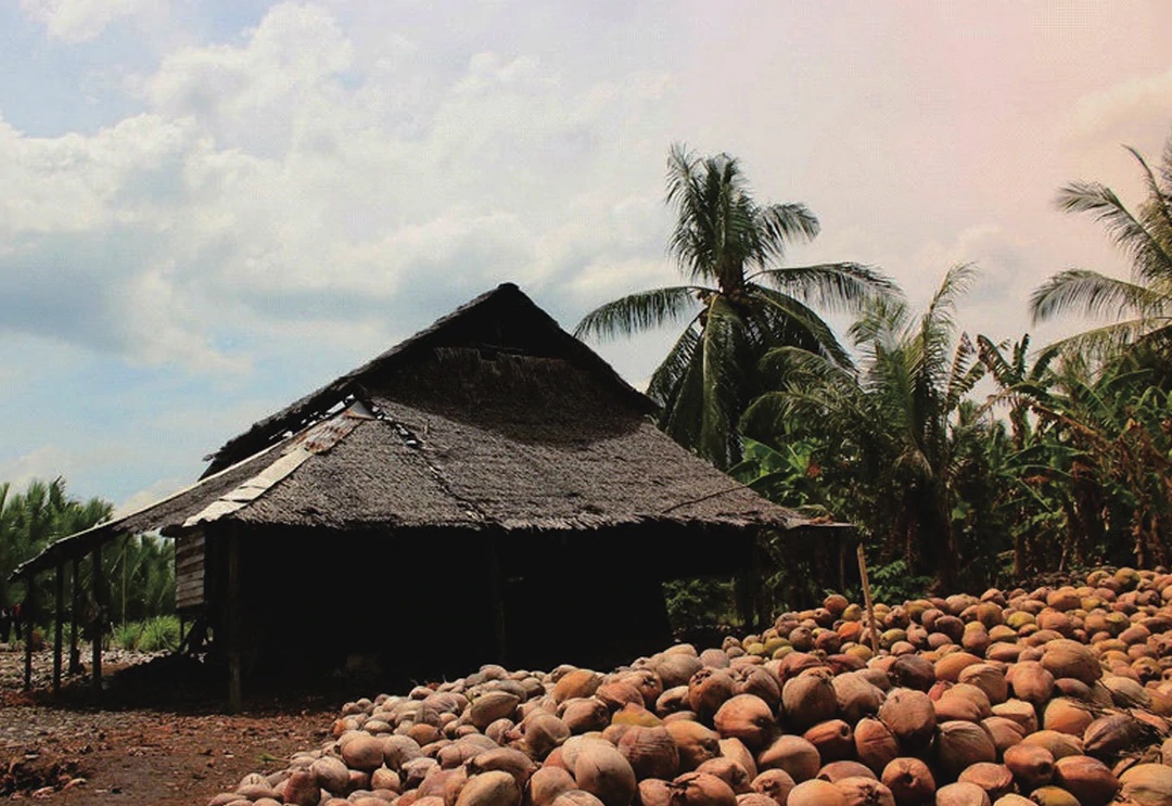 ProQ_Coconuts_Harvested_Farmers